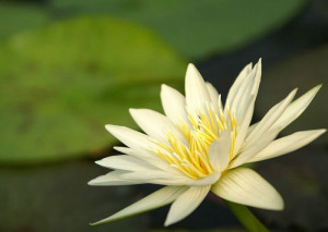 123800d1347086642-water-lily-water-lily-pics-700-x-525.jpg