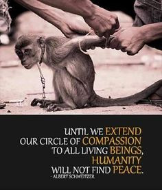 Compassion quote by Albert Schweitzer. With a photo of the sad ...