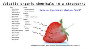 list of the volatile organic compounds found in strawberries has ...