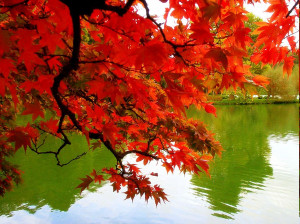 Romantic-Autumn-Wall papers (6)