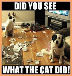 Bad Cats, Did you see what the cat did!