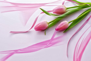 beautiful pink rose wallpapers we provide you beautiful pink rose ...