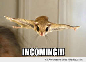 incoming flying squirrel animal funny pics pictures pic picture image ...