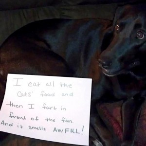 funny dogs getting in trouble funny dogs getting in trouble funny dogs ...