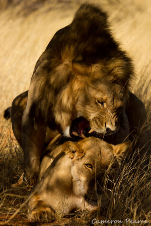 Lion Love