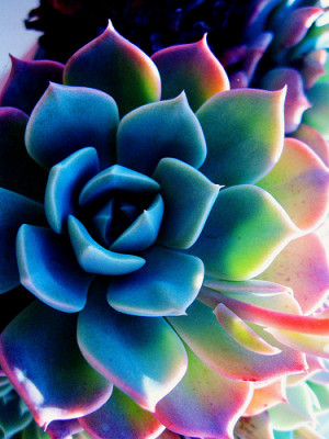 colorful succulent
