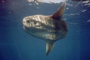 Ocean Sunfish Mola...