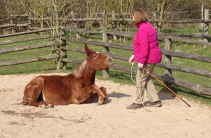 BLOG - Funny Horse Riding Videos