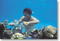 Kino finding The Pearl of The World