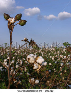 stock-photo-cotton-field-with-pronounced-stalk-of-cotton-in-foreground ...