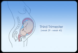 third trimester week 29 week 40