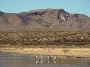 New Mexico Sandhill Cranes And...