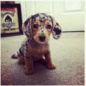 Oh my goodness, I didnt know weiner dogs could have spots!!!