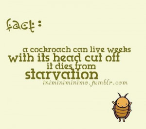 Funny Cockroach Pictures Images Quotes Just Stupid And Picture