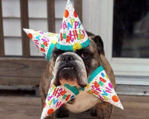 Happy Birthday Dog - Return to Funny Animal Pictures Home Page