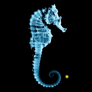 Fringe Seahorse GlyphThe Fringe Seahorse glyph has the Fibonacci ...