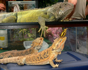Related Pictures bearded dragon wins on a 10 count