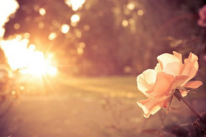 寻找夏天的味道 唯美图