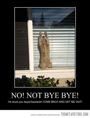 Funny photos funny kitten cat waving bye bye