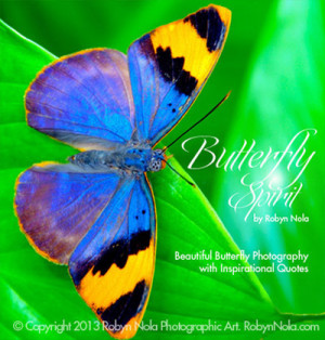 ... : beautiful, butterflies, butterfly, nature and inspirational gifts