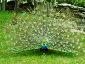 Peacock bird with colorful wings