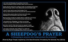 Sheepdogs, protectors of the innocent. More