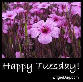 happy tuesday purple flowers