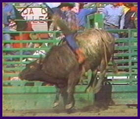 ... rode red rock for 8 seconds the score was now red rock 2 lane frost 2