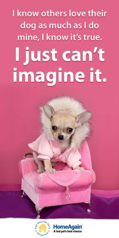 Must love #dogs! Inspirational dog quote & cute #Chihuahua pin 