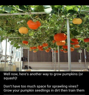 Growing pumpkinsGardens Ideas, Gardens Adventure, Growing Pumpkin ...