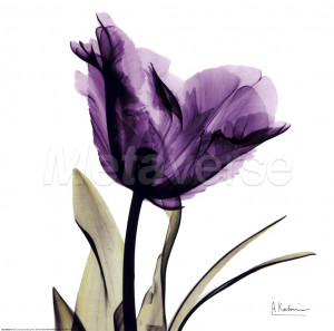 at crystal flowers x ray x ray royal purple parrot