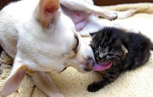 Dog Cleaning Kitten Tongue