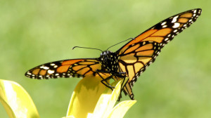 Beautiful Yellow Butterfly on Yellow Flower Photos