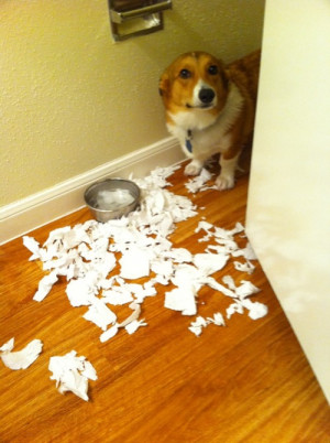 Corgi caught in the act!