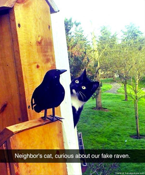 Neighbor’s curious cat