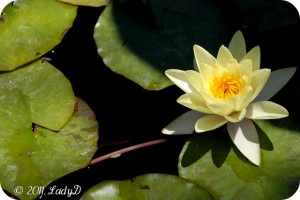 Quote It Saturday: Lily Pad