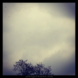 17 TAJ post quote birds in flight