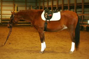 ... looking to do hunter jumpers and dressage with him think he d do well