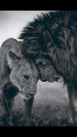 Lions...Big Cat, Quotes, Queens, True Love, Beautiful, Lion Love, Lion ...