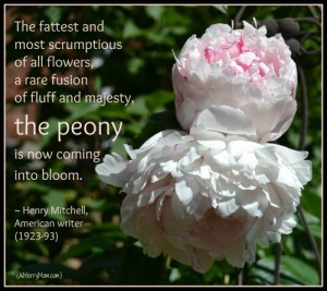 of all flowers, a rare fusion of fluff and majesty, the peony ...