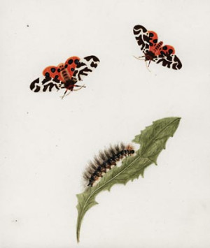 garden tiger moth caterpillar IMG