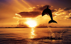 Dolphin In Sunset Wallpaper