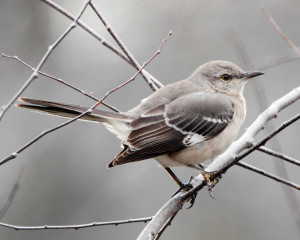 Northern Mockingbird ( Mimus polyglottos)