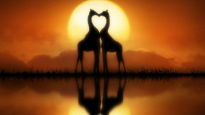Homepage » Giraffes » Giraffe In Love Sunset