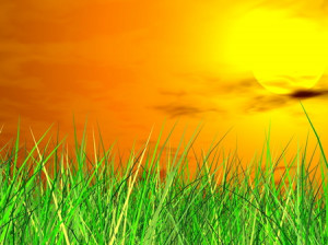 gf-fresh-grass-sundown-drk.jpg
