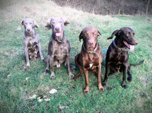 year ago For Sale Dogs Weimaraner Peterborough