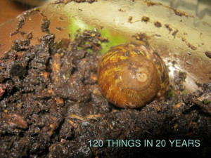 snail farming sayings snails they re faster than you think