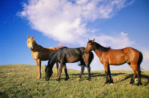 Wild Horses in Montana Wall Mural - Horse Wall Murals Inspirations