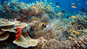 Under The Sea Clown Fish Unique Nature HD Wallpaper