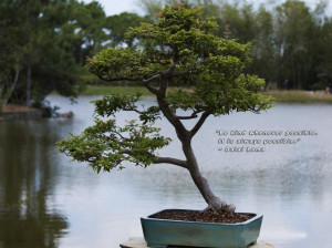 Spiritual Quotes And Pictures Motivational: Potted Bonsai Tree And ...